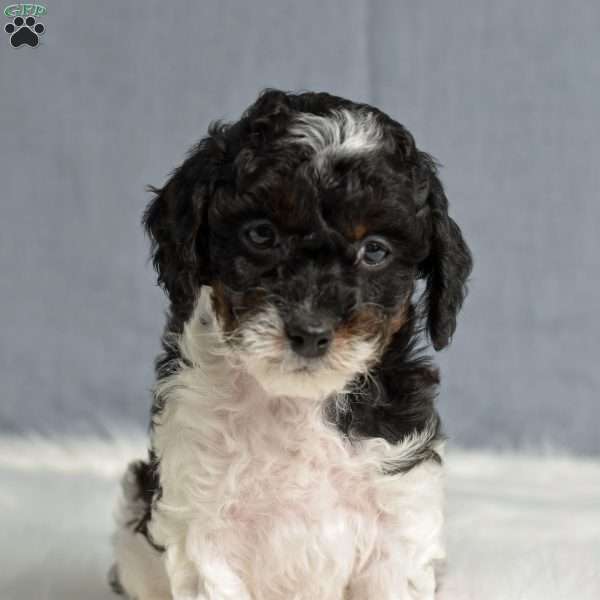 Norbert, Cavapoo Puppy